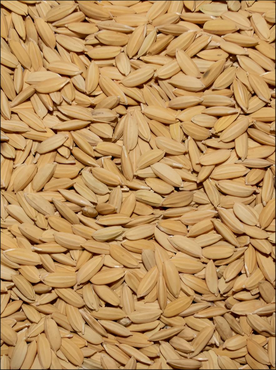 Rice