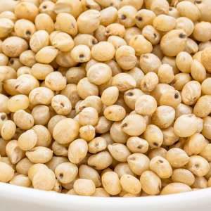 Sorghum